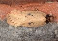 Agonopterix subpropinquella